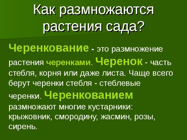 Как размножаются растения сада? Черенкование - это размножение растения черенками . Черенок - часть стебля, корня или даже листа. Чаще всего берут черенки стебля - стеблевые черенки.  Черенкованием размножают многие кустарники: крыжовник, смородину, жасмин, розы, сирень.