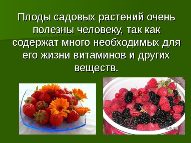 Плоды садовых растений очень полезны человеку, так как содержат много необходимых для его жизни витаминов и других веществ.