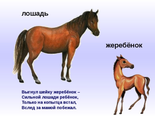 лошадь жеребёнок Выгнул шейку жеребёнок –  Сильной лошади ребёнок,  Только на копытца встал,  Вслед за мамой побежал.