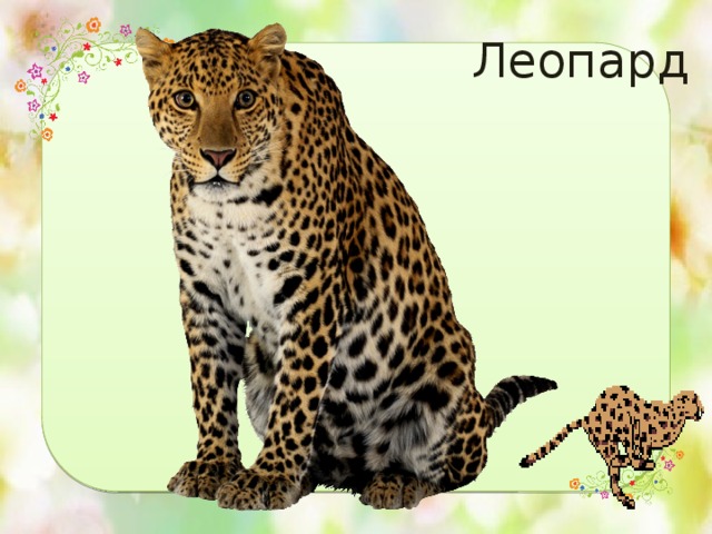 Леопард