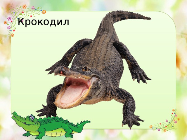 Крокодил