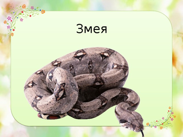 Змея