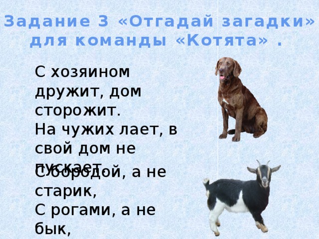 Задание 3 «Отгадай загадки» для команды «Котята» . С хозяином дружит, дом сторожит. На чужих лает, в свой дом не пускает. С бородой, а не старик,  С рогами, а не бык,  Доят, а не корова.