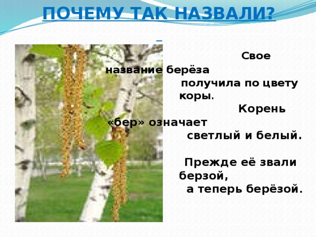 Отчего так березы