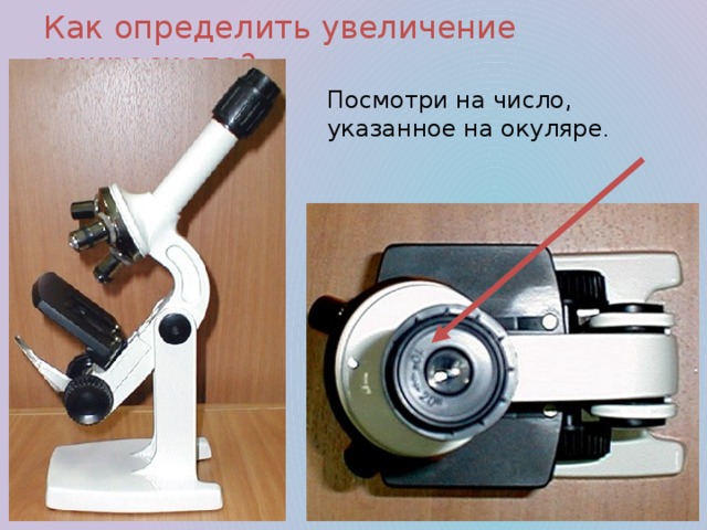 Как определить увеличение микроскопа? Посмотри на число, указанное на окуляре .