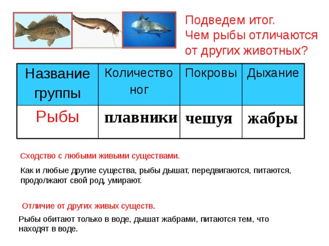 Название групп рыб. Рыбы отличаются от других животных. Чем отличаются рыбы от других. Название группы животных рыбы. Рыбы животные отличаются от рыб.