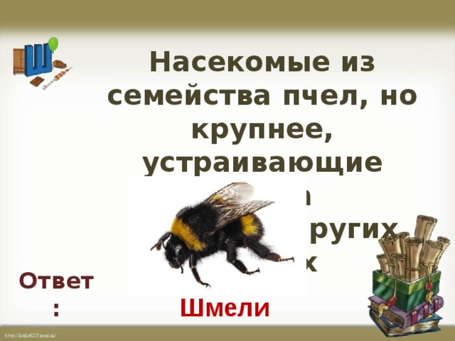 Насекомые из семейства пчел, но крупнее, устраивающие гнезда  в почве и других местах Ответ: Шмели