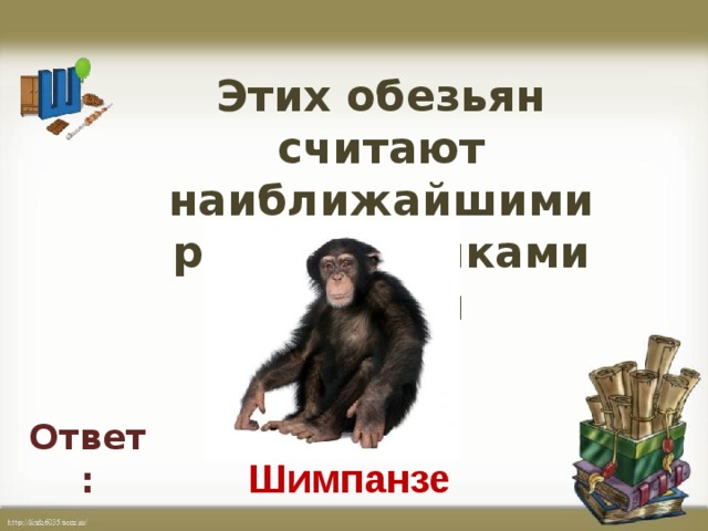 Этих обезьян считают наиближайшими родственниками людей   Ответ: Шимпанзе