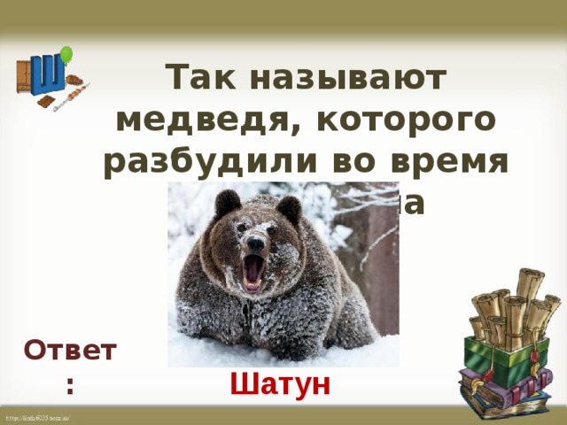 Так называют медведя, которого разбудили во время зимнего сна    Ответ: Шатун