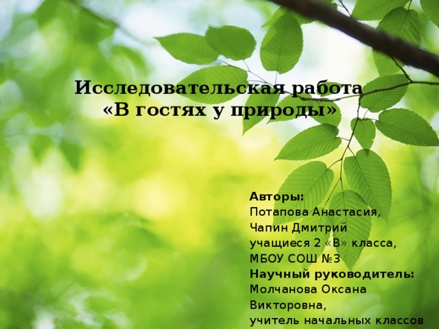 Исследовательская работа  «В гостях у природы»    Авторы:  Потапова Анастасия, Чапин Дмитрий учащиеся 2 «В» класса, МБОУ СОШ №3 Научный руководитель: Молчанова Оксана Викторовна, учитель начальных классов