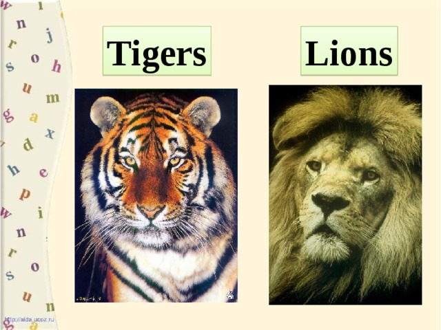 Tigers Lions
