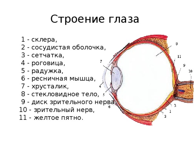 Строение глаза     1 - склера,   2 - сосудистая оболочка,   3 - сетчатка,   4 - роговица,   5 - радужка,   6 - ресничная мышца,   7 - хрусталик,   8 - стекловидное тело,   9 - диск зрительного нерва,  10 - зрительный нерв,  11 - желтое пятно.