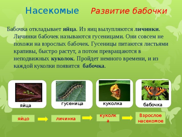 Презентация способы размножения животных 7 класс