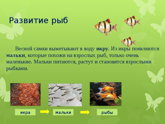 Развитие рыб  Весной самки выметывают в воду икру . Из икры появляются мальки , которые похожи на взрослых рыб, только очень маленькие. Мальки питаются, растут и становятся взрослыми рыбками. икра рыбы мальки