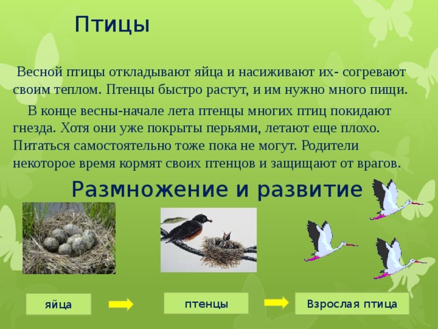 Размножение и развитие птиц. Этапы развития птиц. Класс птицы развитие.