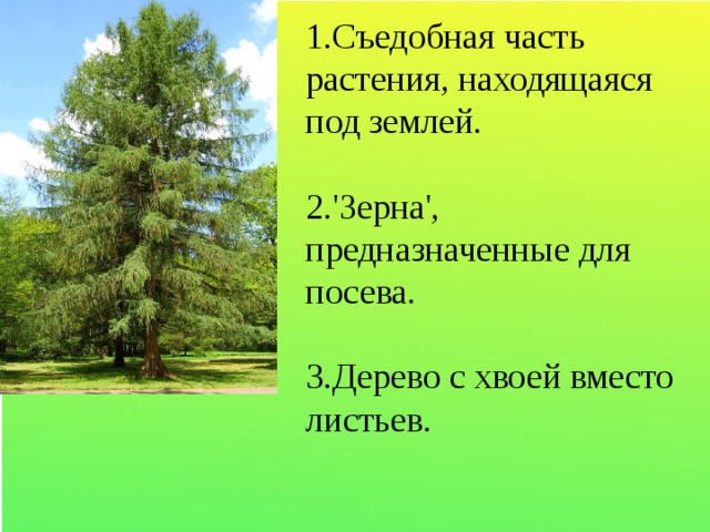 1.Съедобная часть растения, находящаяся под землей. 2.'Зерна', предназначенные для посева. 3.Дерево с хвоей вместо листьев.