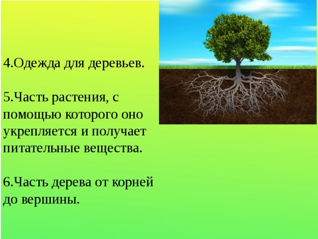 4.Одежда для деревьев. 5.Часть растения, с помощью которого оно укрепляется и получает питательные вещества. 6.Часть дерева от корней до вершины.