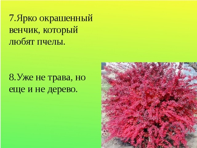 7.Ярко окрашенный венчик, который любят пчелы. 8.Уже не трава, но еще и не дерево.