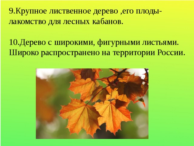 9.Крупное лиственное дерево ,его плоды-лакомство для лесных кабанов. 10.Дерево с широкими, фигурными листьями. Широко распространено на территории России.