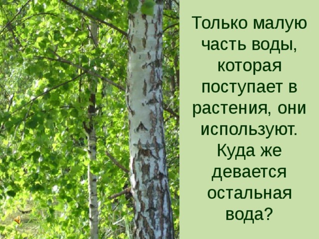 Только малую часть воды, которая поступает в растения, они используют. Куда же девается остальная вода?