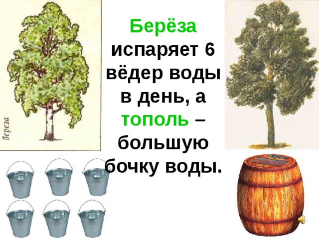 Берёза испаряет 6 вёдер воды в день, а тополь – большую бочку воды.