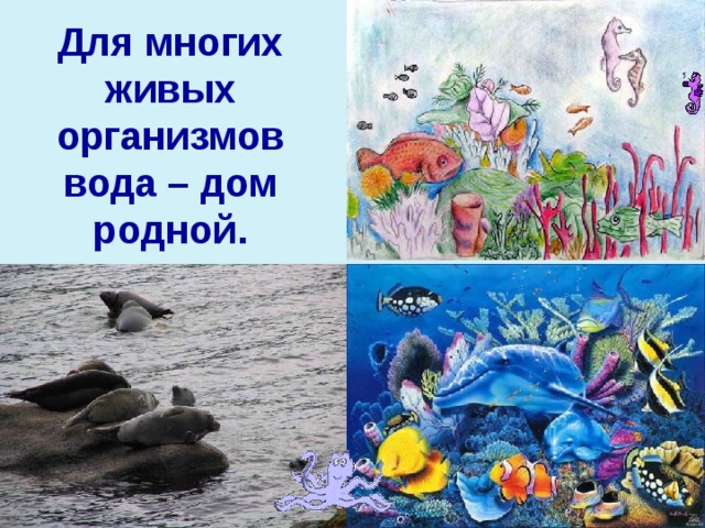 Для многих живых организмов вода – дом родной.