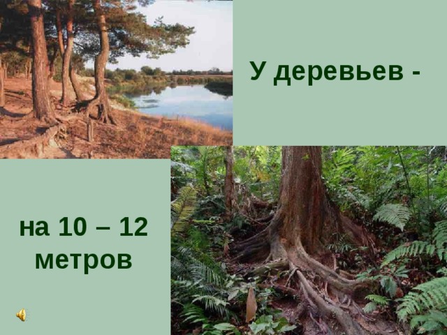 У деревьев - на 10 – 12 метров