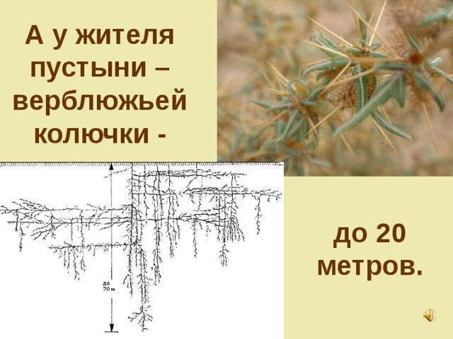 А у жителя пустыни – верблюжьей колючки - до 20 метров.