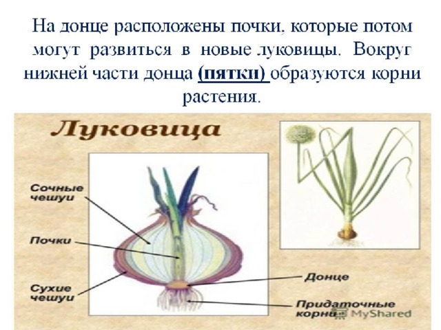 Луковица с радостью план