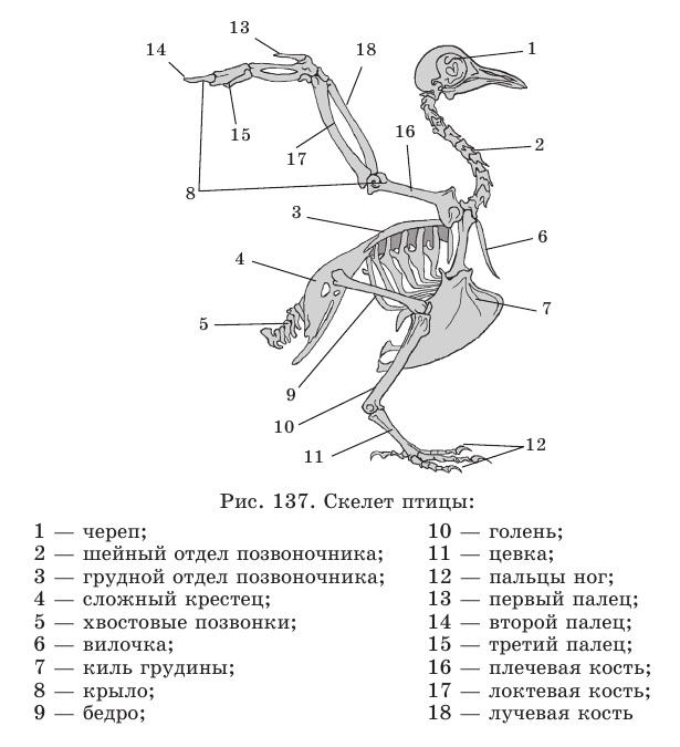 Таблица особенностей строения скелета птиц. Строение скелета птицы голубя. Строение скелета сизого голубя. Строение скелета птицы ЕГЭ. Скелетное строение голубя.