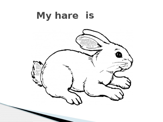 is My hare