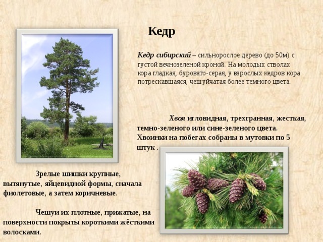Как выглядит кедр сибирский фото и описание