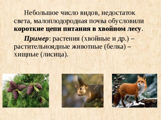 Небольшое число видов, недостаток света, малоплодородная почва обусловили короткие цепи питания в хвойном лесу .   Пример : растения (хвойные и др.) – растительноядные животные (белка) – хищные (лисица).