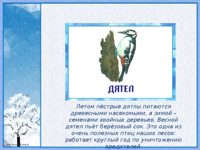 Летом пёстрые дятлы питаются древесными насекомыми, а зимой – семенами хвойных деревьев. Весной дятел пьёт берёзовый сок. Это одна из очень полезных птиц наших лесов: работает круглый год по уничтожению вредителей.