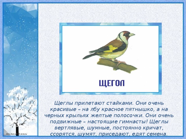 Щеглы прилетают стайками. Они очень красивые – на лбу красное пятнышко, а на черных крыльях желтые полосочки. Они очень подвижные – настоящие гимнасты! Щеглы вертлявые, шумные, постоянно кричат, ссорятся, шумят, приседают, едят семена.