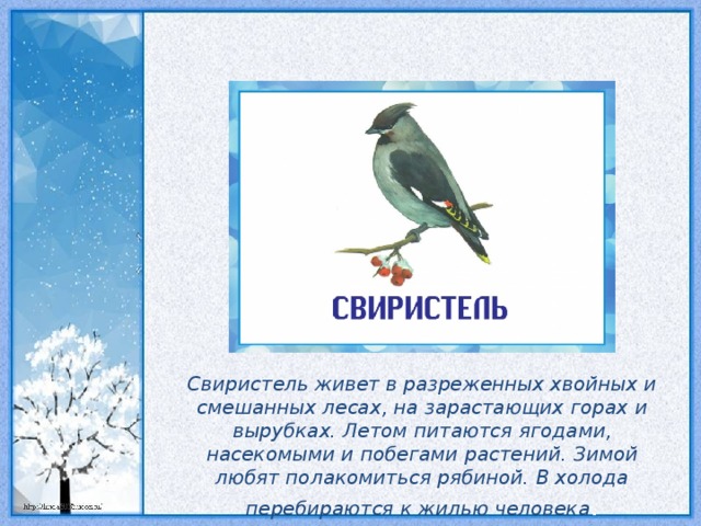 Свиристель живет в разреженных хвойных и смешанных лесах, на зарастающих горах и вырубках. Летом питаются ягодами, насекомыми и побегами растений. Зимой любят полакомиться рябиной. В холода перебираются к жилью человека .