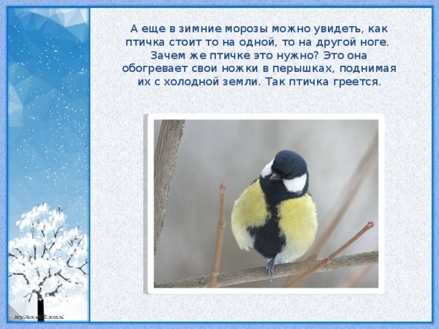 А еще в зимние морозы можно увидеть, как птичка стоит то на одной, то на другой ноге. Зачем же птичке это нужно? Это она обогревает свои ножки в перышках, поднимая их с холодной земли. Так птичка греется.