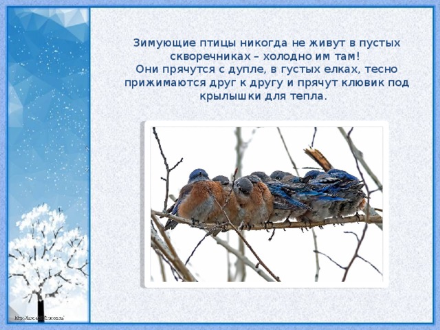 Зимующие птицы никогда не живут в пустых скворечниках – холодно им там! Они прячутся с дупле, в густых елках, тесно прижимаются друг к другу и прячут клювик под крылышки для тепла.