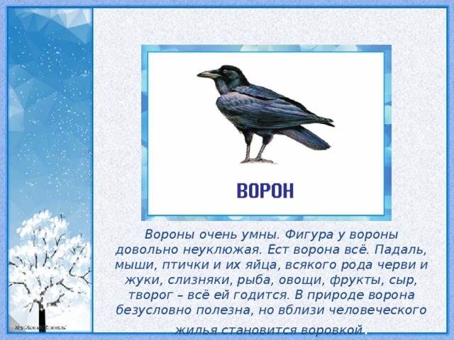 Вороны очень умны. Фигура у вороны довольно неуклюжая. Ест ворона всё. Падаль, мыши, птички и их яйца, всякого рода черви и жуки, слизняки, рыба, овощи, фрукты, сыр, творог – всё ей годится. В природе ворона безусловно полезна, но вблизи человеческого жилья становится воровкой .