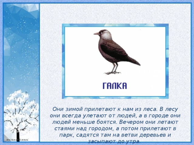 Они зимой прилетают к нам из леса. В лесу они всегда улетают от людей, а в городе они людей меньше боятся. Вечером они летают стаями над городом, а потом прилетают в парк, садятся там на ветви деревьев и засыпают до утра.