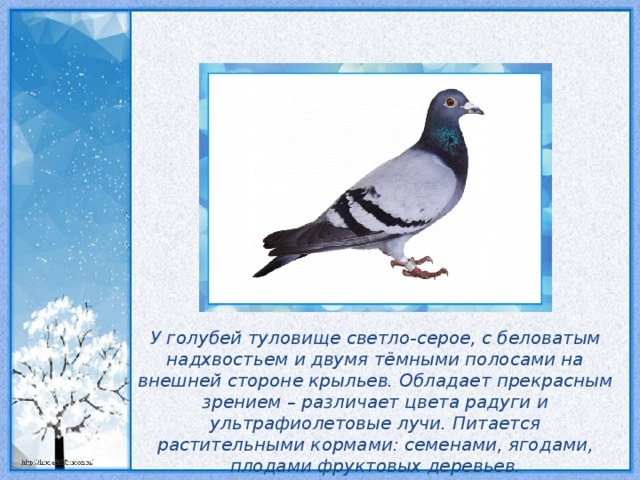 У голубей туловище светло-серое, с беловатым надхвостьем и двумя тёмными полосами на внешней стороне крыльев. Обладает прекрасным зрением – различает цвета радуги и ультрафиолетовые лучи. Питается растительными кормами: семенами, ягодами, плодами фруктовых деревьев.