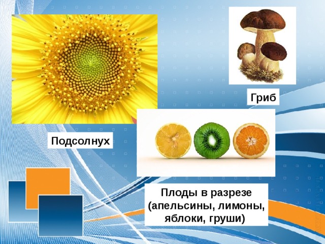 Гриб Подсолнух Плоды в разрезе (апельсины, лимоны, яблоки, груши)