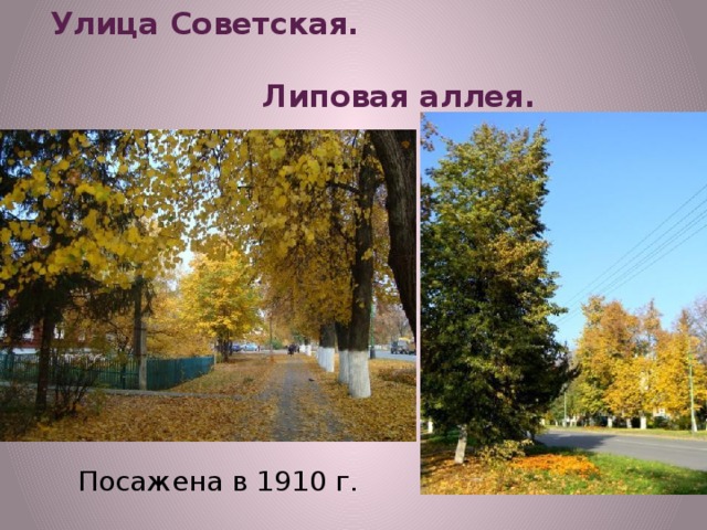 Улица Советская. Липовая аллея. Посажена в 1910 г.