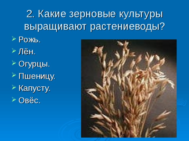 2. Какие зерновые культуры выращивают растениеводы?