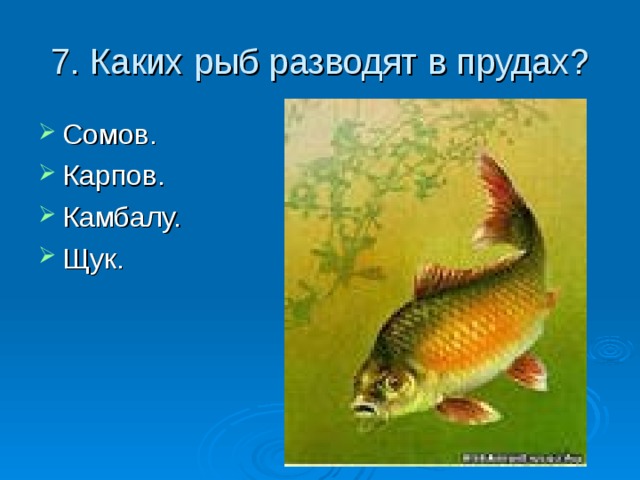 7. Каких рыб разводят в прудах?