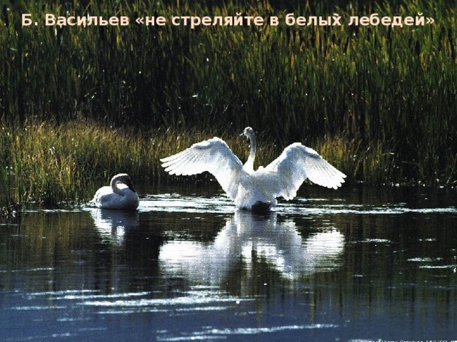 Б. Васильев «не стреляйте в белых лебедей»