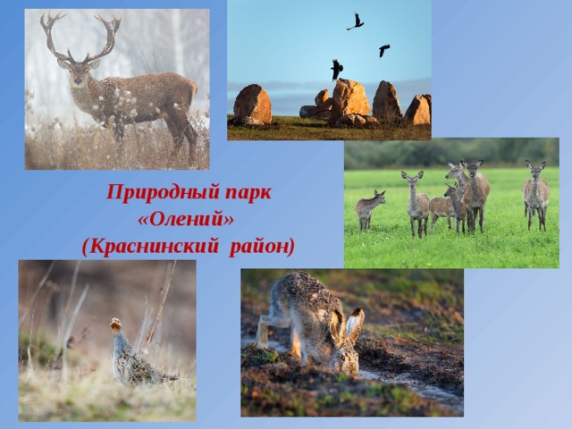 Природный парк «Олений»  (Краснинский район)