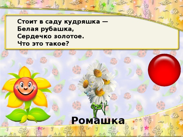 Стоит в саду кудряшка — Белая рубашка, Сердечко золотое. Что это такое? Ромашка