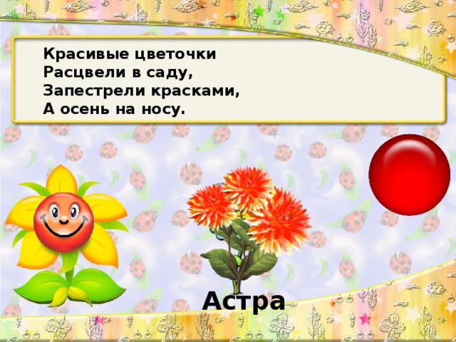 Красивые цветочки Расцвели в саду, Запестрели красками, А осень на носу. Астра