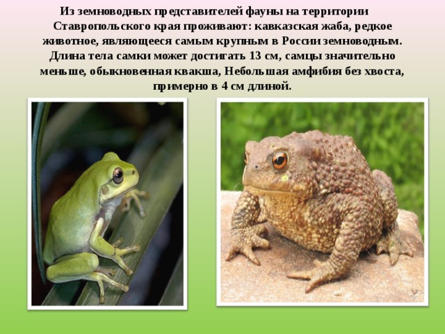Из земноводных представителей фауны на территории Ставропольского края проживают: кавказская жаба, редкое животное, являющееся самым крупным в России земноводным. Длина тела самки может достигать 13 см, самцы значительно меньше, обыкновенная квакша, Небольшая амфибия без хвоста, примерно в 4 см длиной.